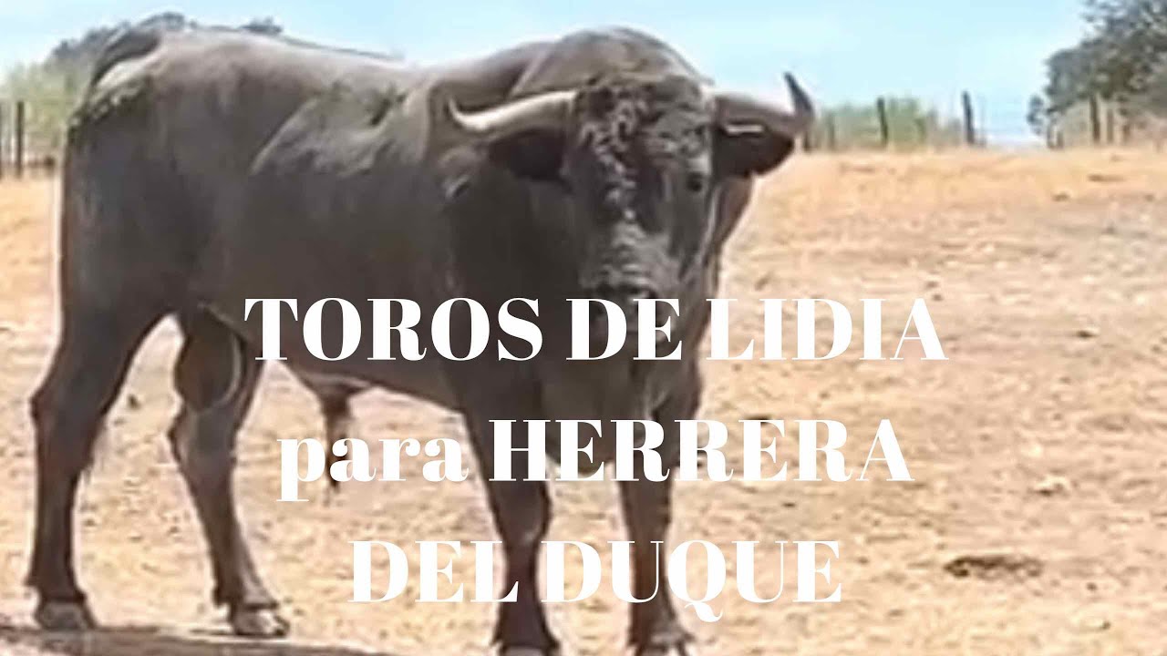 TOROS DE LIDIA de Victorino Martín para HERRERA DEL DUQUE
