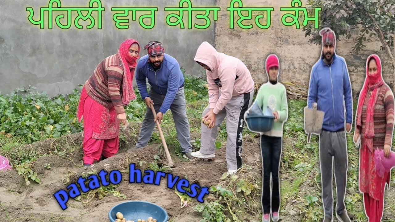 Patato harvest (First time ਕੀਤਾ ਇਹ ਕੰਮ ਮੰਮੀ ਡੈਡੀ ਦੇ Australia ਜਾਣ ਤੋਂ ਬਾਅਦ ) Punjabi vlog  Mr kumar
