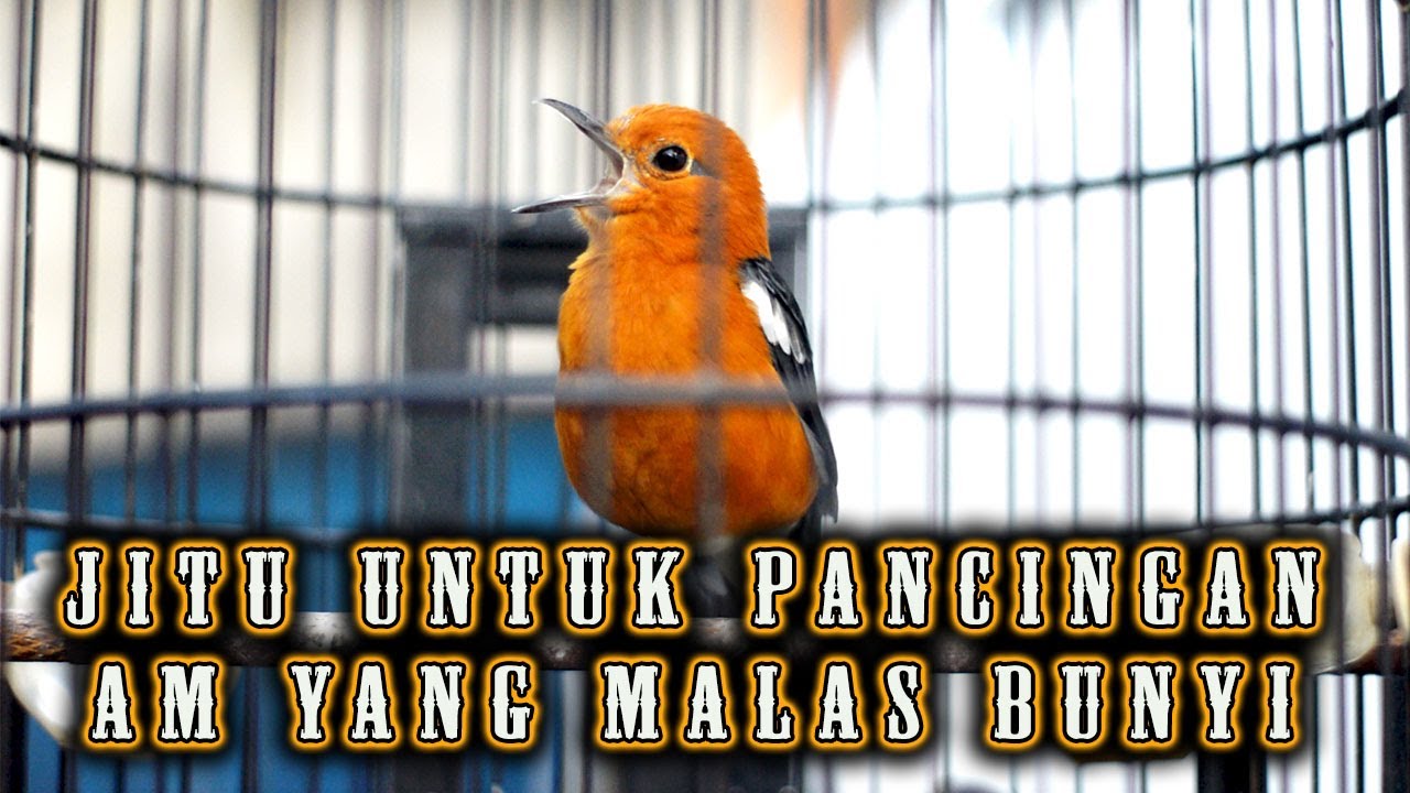 ANIS MERAH SUARA santai UNTUK PANCINGAN ANIS MERAH SANGAT AMPUH CEPAT BIKIN BUNYI  