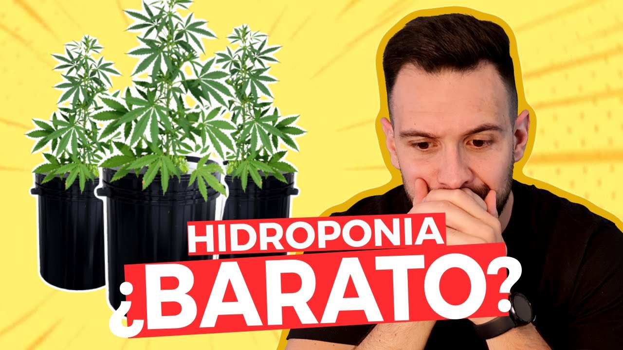 HIDROPONIA Casera PASO A PASO (Menos de US$130) 💰 CANNABIS