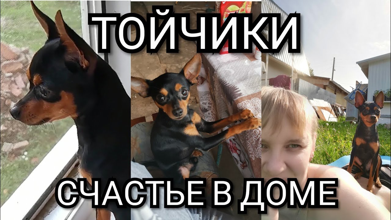 Тойчики, радость и счастье в доме. Часть 2.