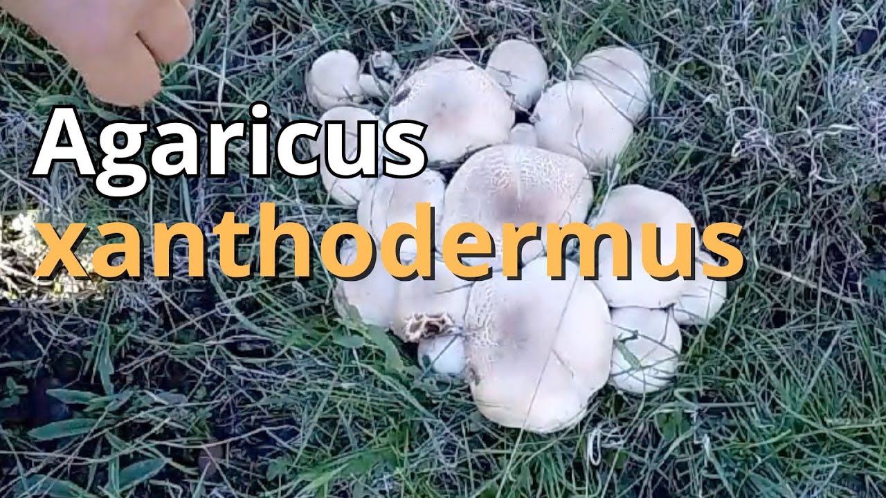 Agaricus xanthodermus / CHAMPIÑÓN MALO, champiñón amarilleante.