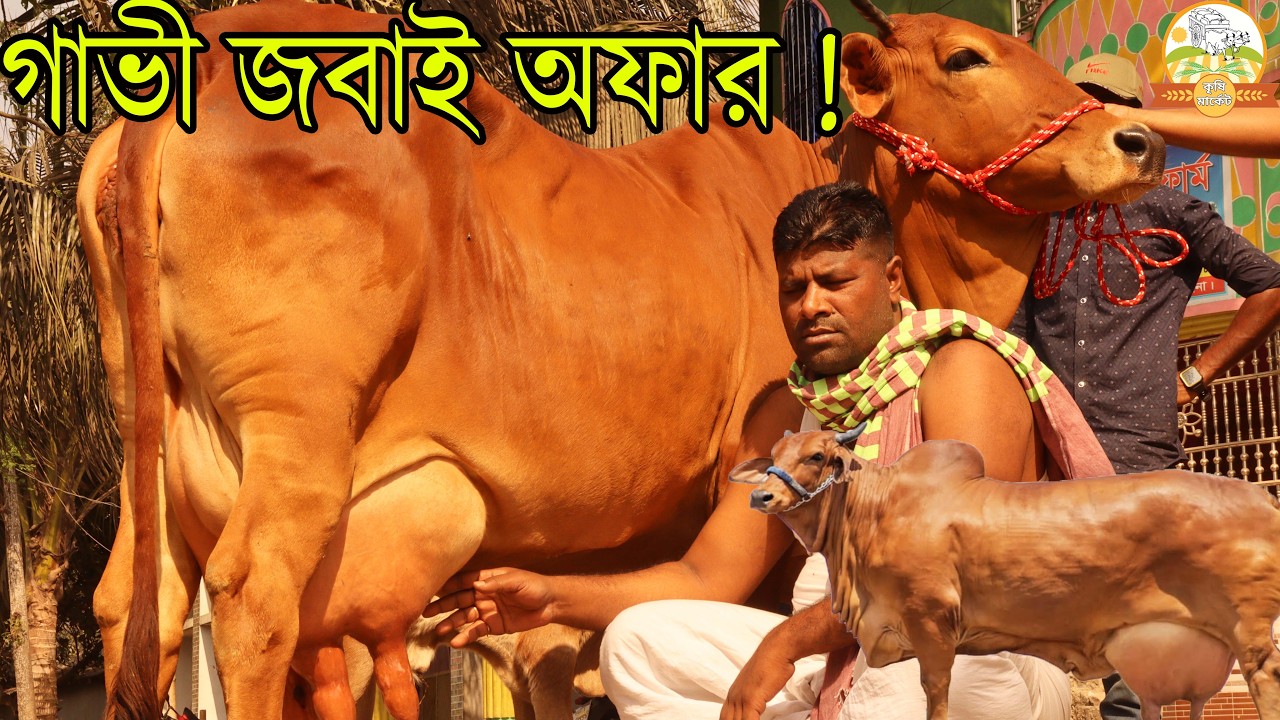 শাহীওয়াল গাভীতে ২৫ লিটার দুধ না হইলেই গাভী জবাই অফার ! প্রবাসী রিপন ভাইয়ের জীবনের সেরা গাভীর কালেকশন