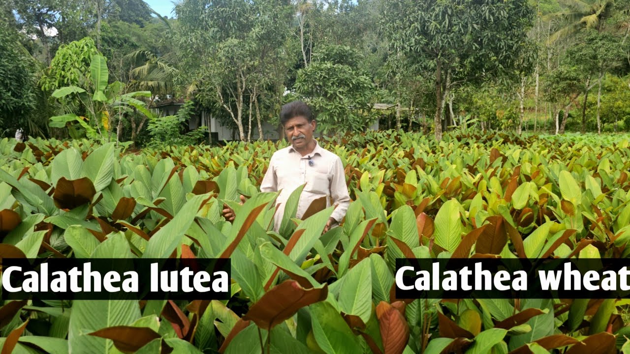 Calathea lutea, wheat plant farm🌱 