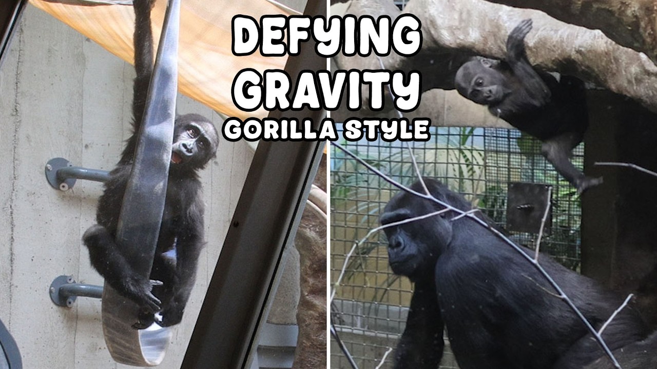 Who Knew Gorillas Could Be THIS Acrobatic?