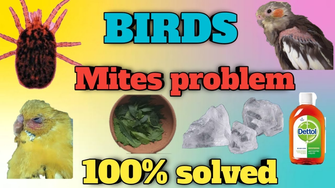 #Birdsmitesproblems / Birds mites problems and treatments/ how to control mites problems #birdscare