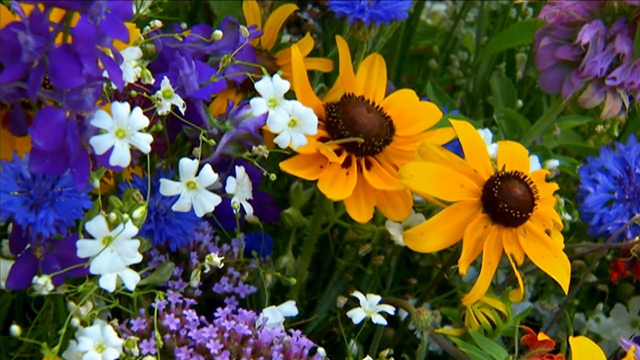 How to Grow Wildflowers | P. Allen Smith Classics