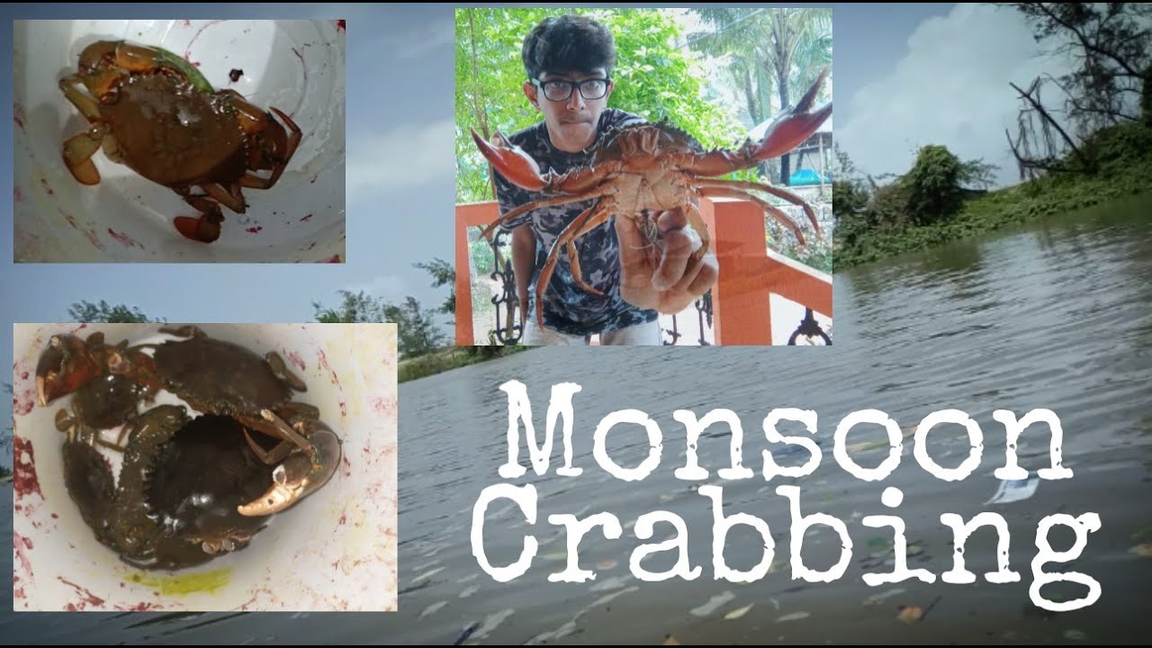 Monsoon Crabbing In Goa/India For MudCrabs. King.Fisher | Goa