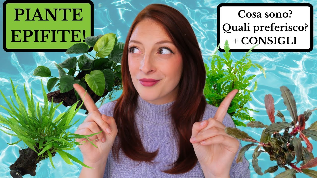 PIANTE EPIFITE IN ACQUARIO! 💦Cosa sono? Quali sono le mie preferite? +CONSIGLI 🌿