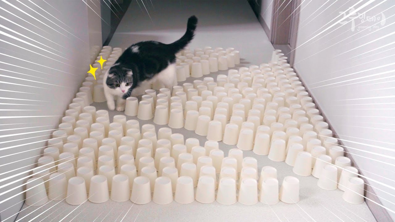 Коты бросили вызов игре в бумажные стаканчики!