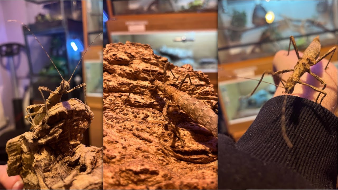 Stick Insect set up | sunny stick insect and Giant spiny