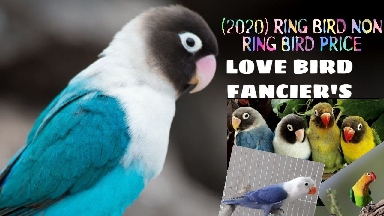 Top 16 Love Birds Price | Love Birds Price In India#hkdbirds