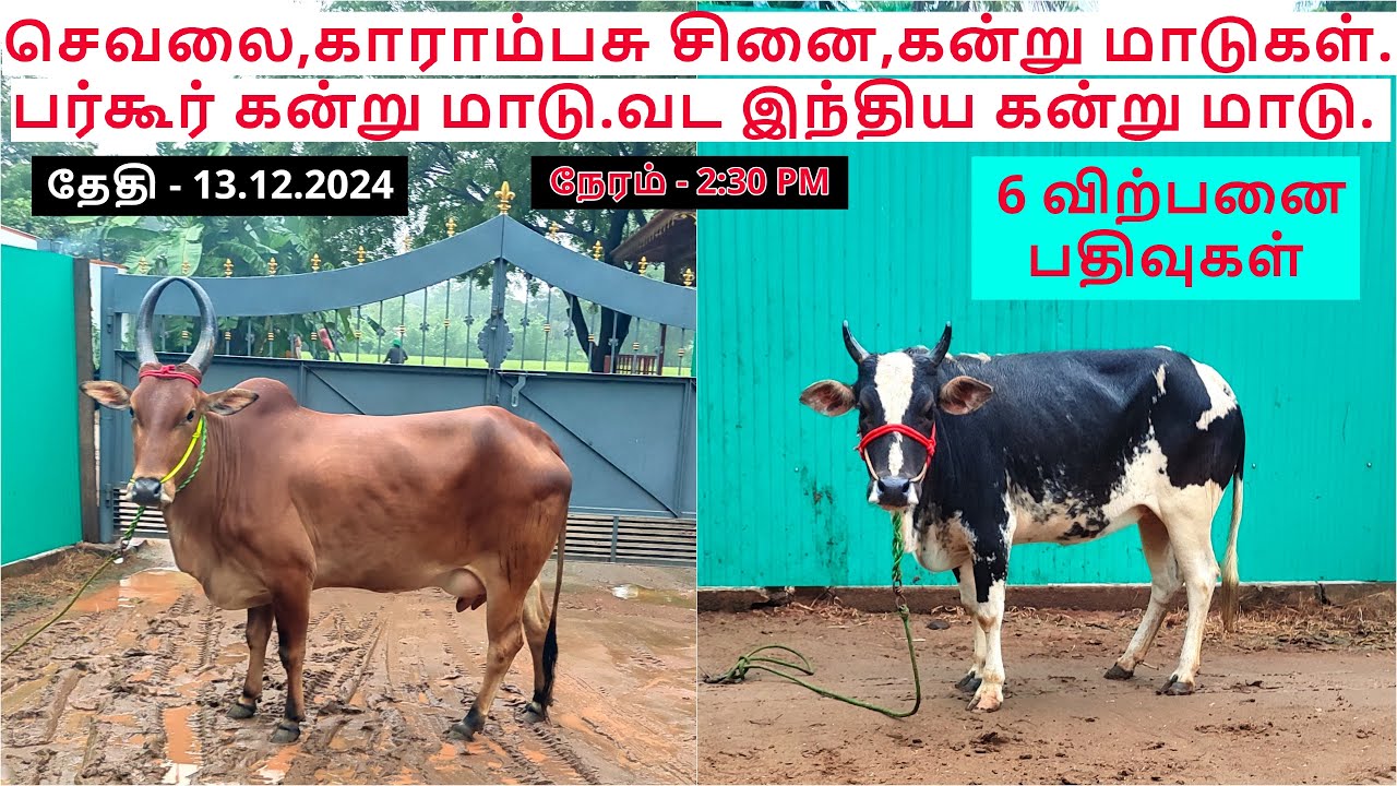 6-விற்பனை பதிவுகள். செவலை,காராம்பசு சினை,கன்று மாடுகள்.பர்கூர் கன்று மாடு.வட இந்திய கன்று மாடு.