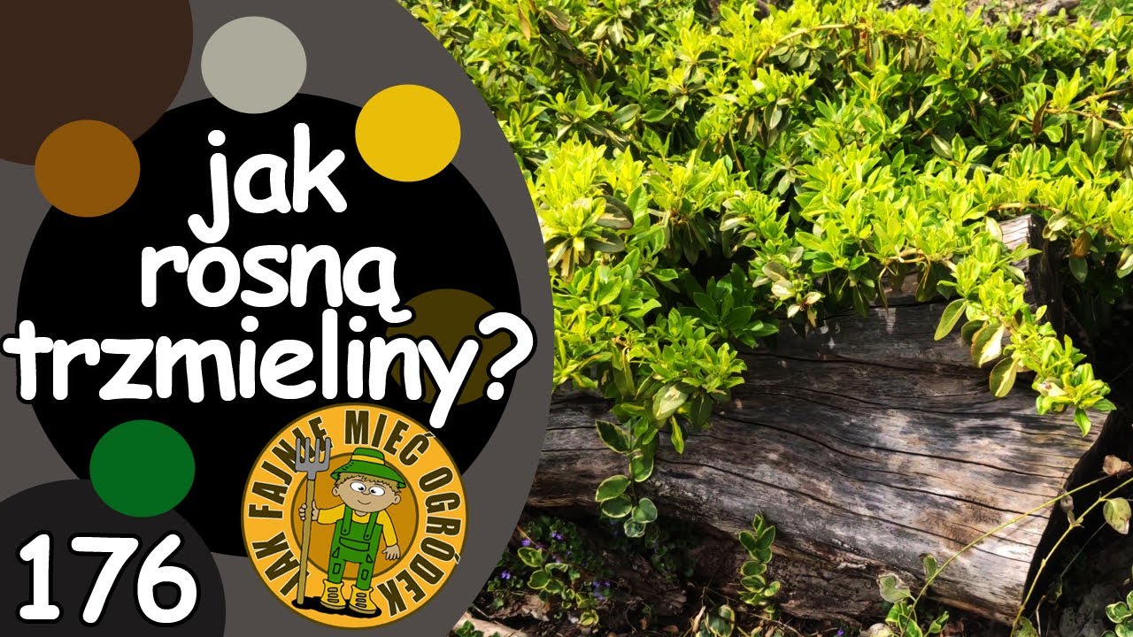 #176 Jak rosną moje trzmieliny?
