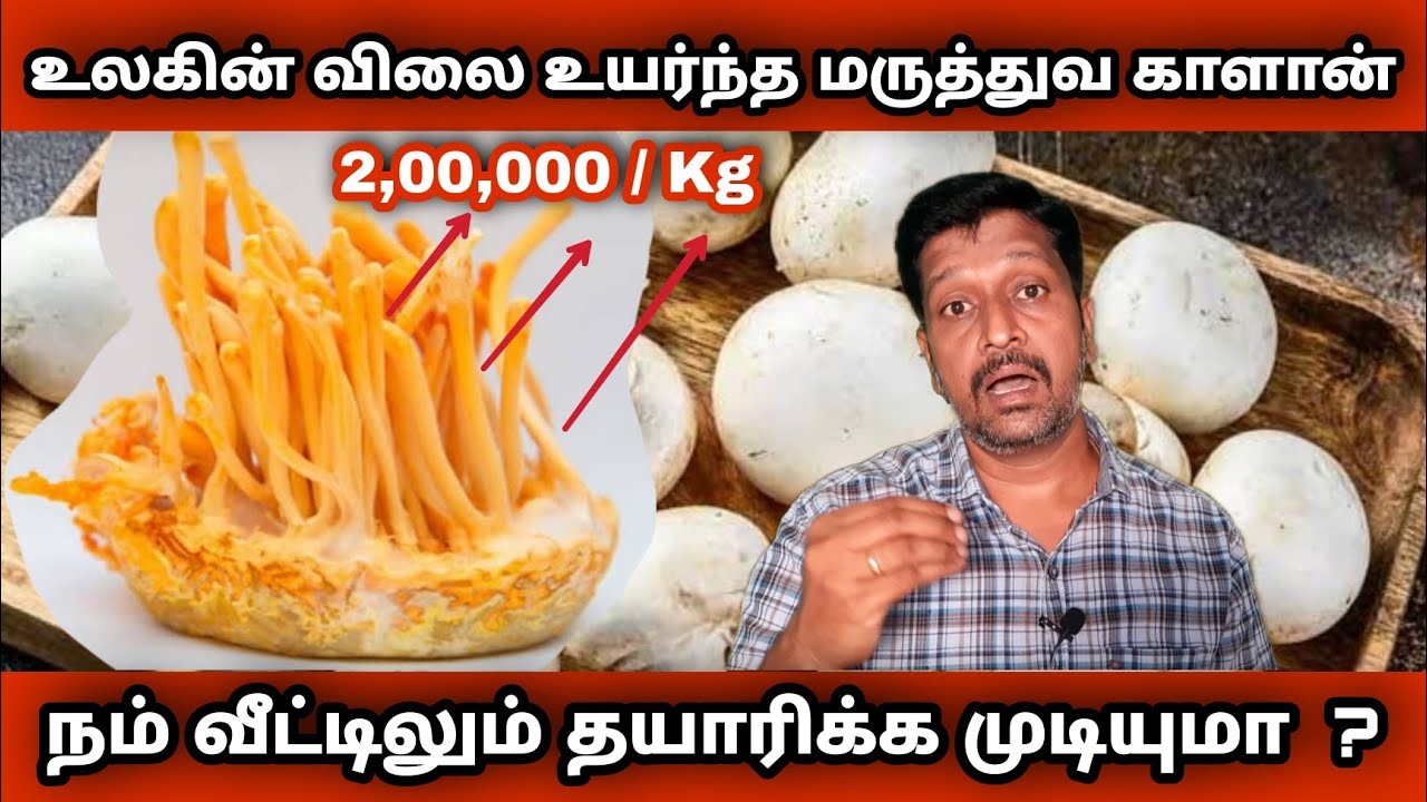 World Costliest Cordyceps Militaris Mushroom In Tamil I விலை உயர்ந்த காளான் I RAVIKUMAR I SR I Tamil