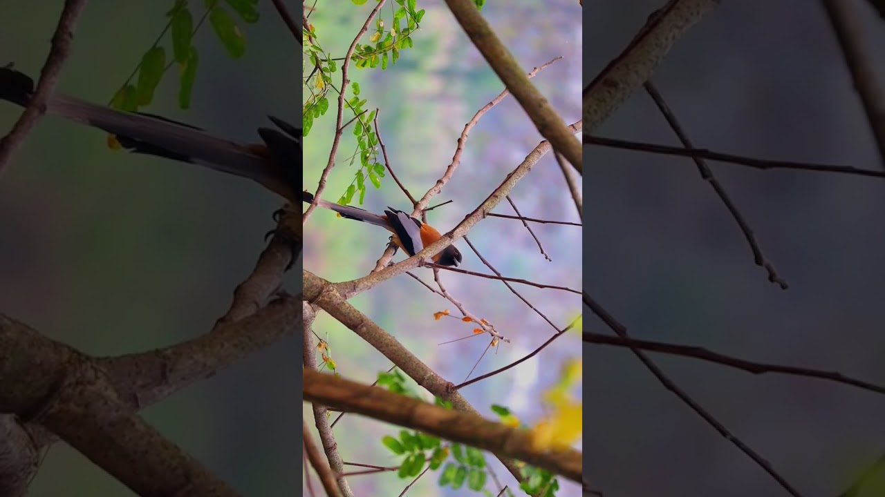 #photography #videography #wildlife #birdsplanet #birdsplanet #birdsphotography #reels #real #india