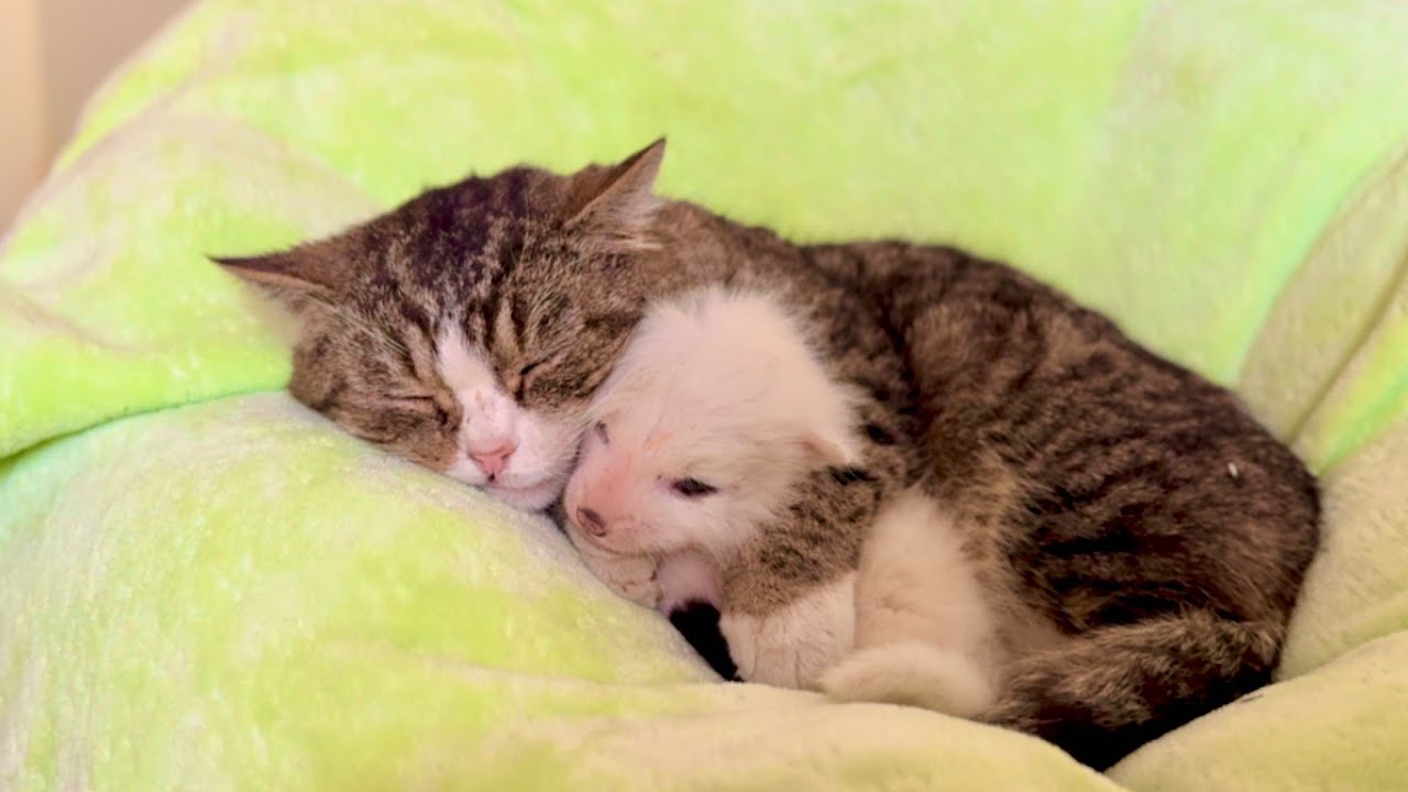 Шок! Маленький лисёнок 🦊 в лесу потерял маму, но кошка 🐈 заботится о нём! 👍👍👍👍