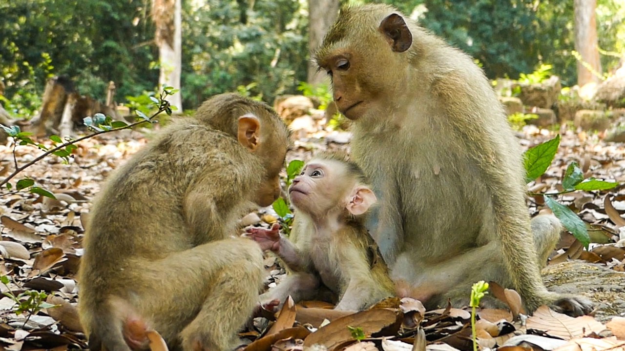 Quiet nature life |Monkey Rainbow watches Lily kissing baby Levy proudly as bigger sister