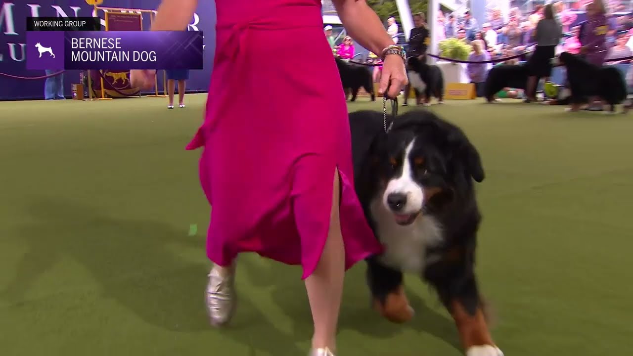 Bernese Mountain Dogs | Breed Judging 2024