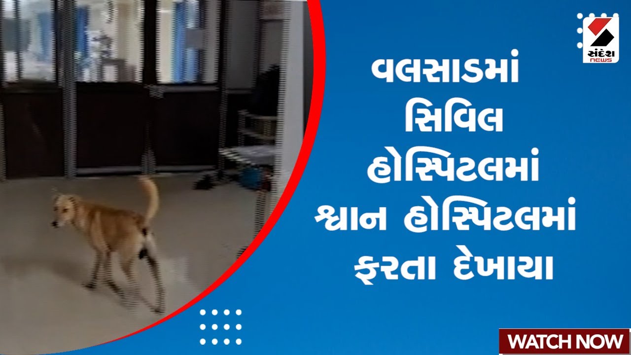Valsad | વલસાડમાં સિવિલ હોસ્પિટલમાં શ્વાન હોસ્પિટલમાં ફરતા દેખાયા | Gujarat | Civil Hospital