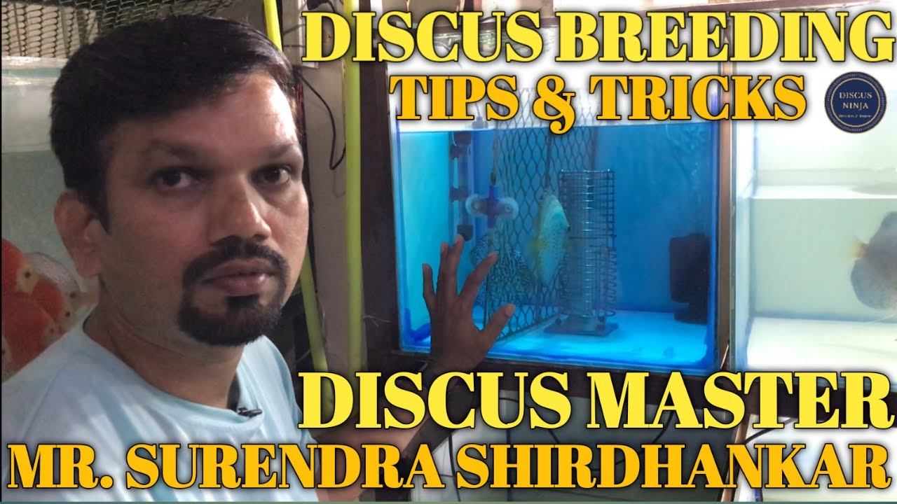 DISCUS BREEDING | Discus Breeding tips and tricks | Discus Breeding tips in Hindi | Breeding Discus