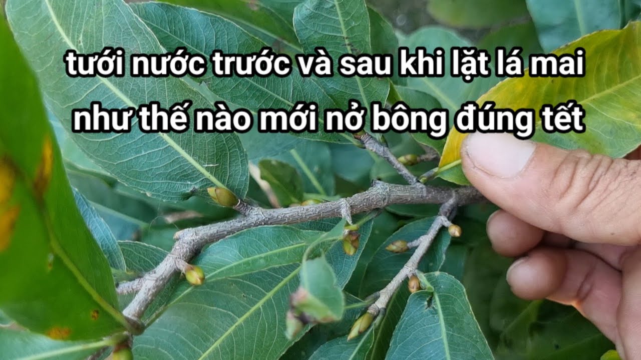 Muốn nở bông đúng tết, thì tưới nước trước và sau khi lặt lá mai như thế nào mới đúng ?.