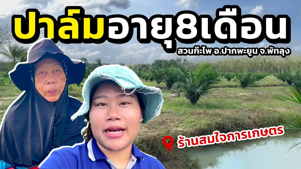 ปาล์มอายุ8เดือน สวนก๊ะไพ อ.ปากพะยูน จ.พัทลุง I รีวิวจากเกษตร