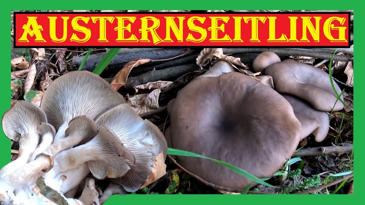 Austernseitling Pilzzucht im Garten 🍄🍀 Schritt f&uuml;r Schritt Anleitung Pilze z&uuml;chten 🍄 Kaffee Pilzbeet