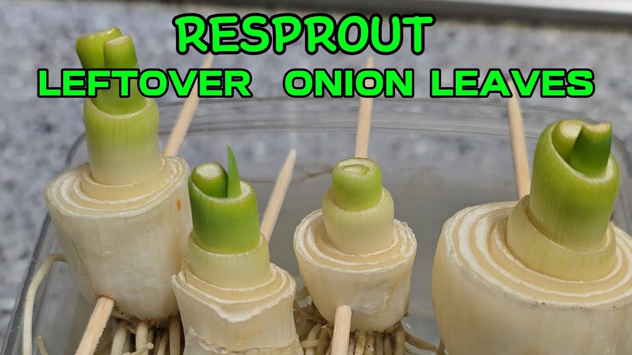 RESPROUT ONION LEAVES 남은 양파 잎 다시 발아시키기 