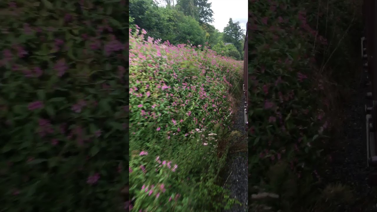 Abergwili to bronwydd arms @ Gwili railway