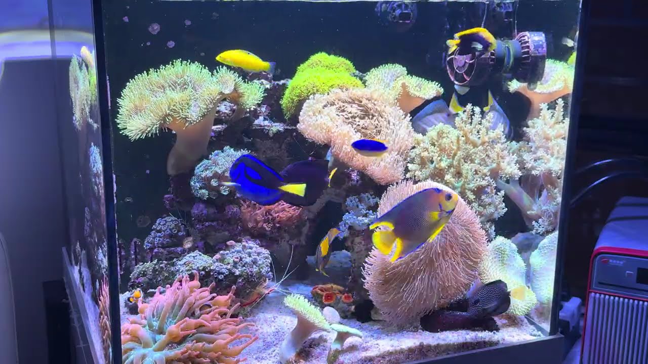 Relaxing 4K Feeding ASMR | Midweek Stress Relief (治癒餵食)