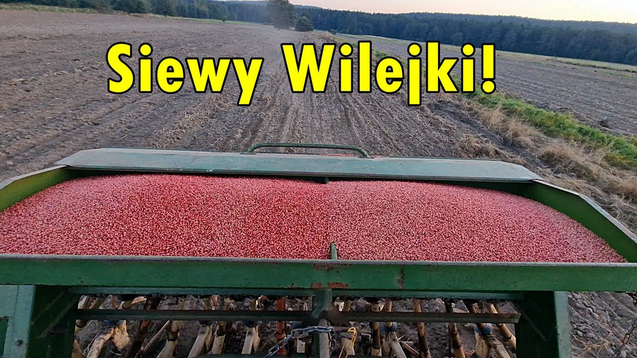 Siewy - Pszenica Wilejka oraz SY Dubaj ! Ciapek z Amazonką D4