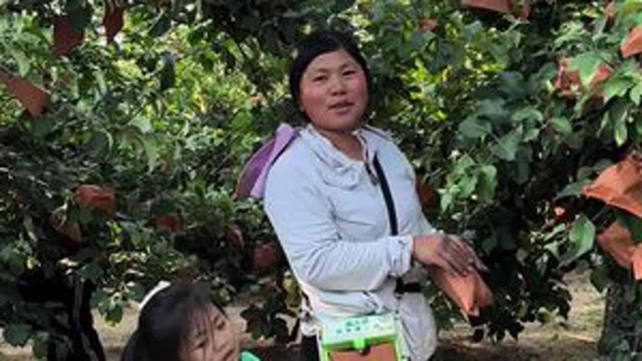 苹果要套了很多人都喜欢吃苹果但是你们知道苹果是怎么种出来的吗 #我的农村生活 #三农