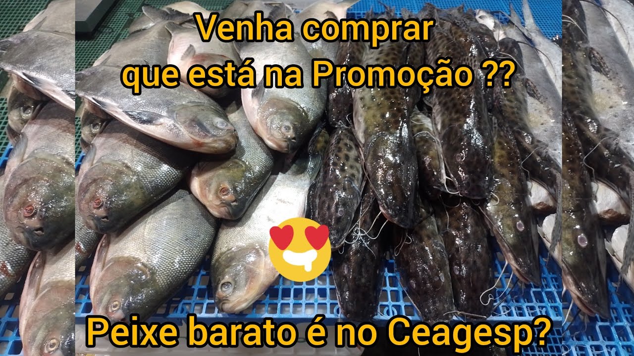 Ceagesp Véspera de Semana Santa, Como estão os preços dos Pescados ? 🤑🤑