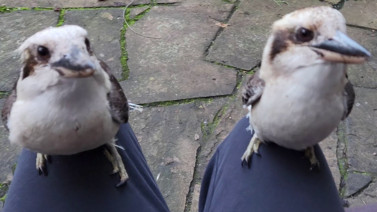 2 Wild Kookaburras on my lap today!