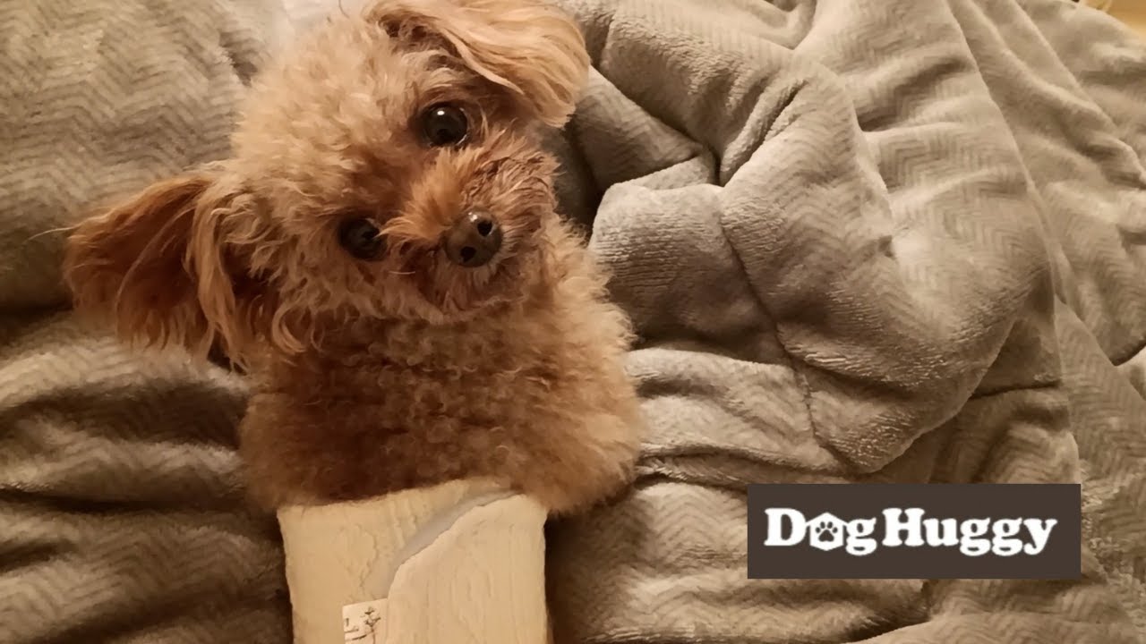 トイプードルのアオちゃん【DogHuggy お預かり動画‎´•ﻌ•`🐾】