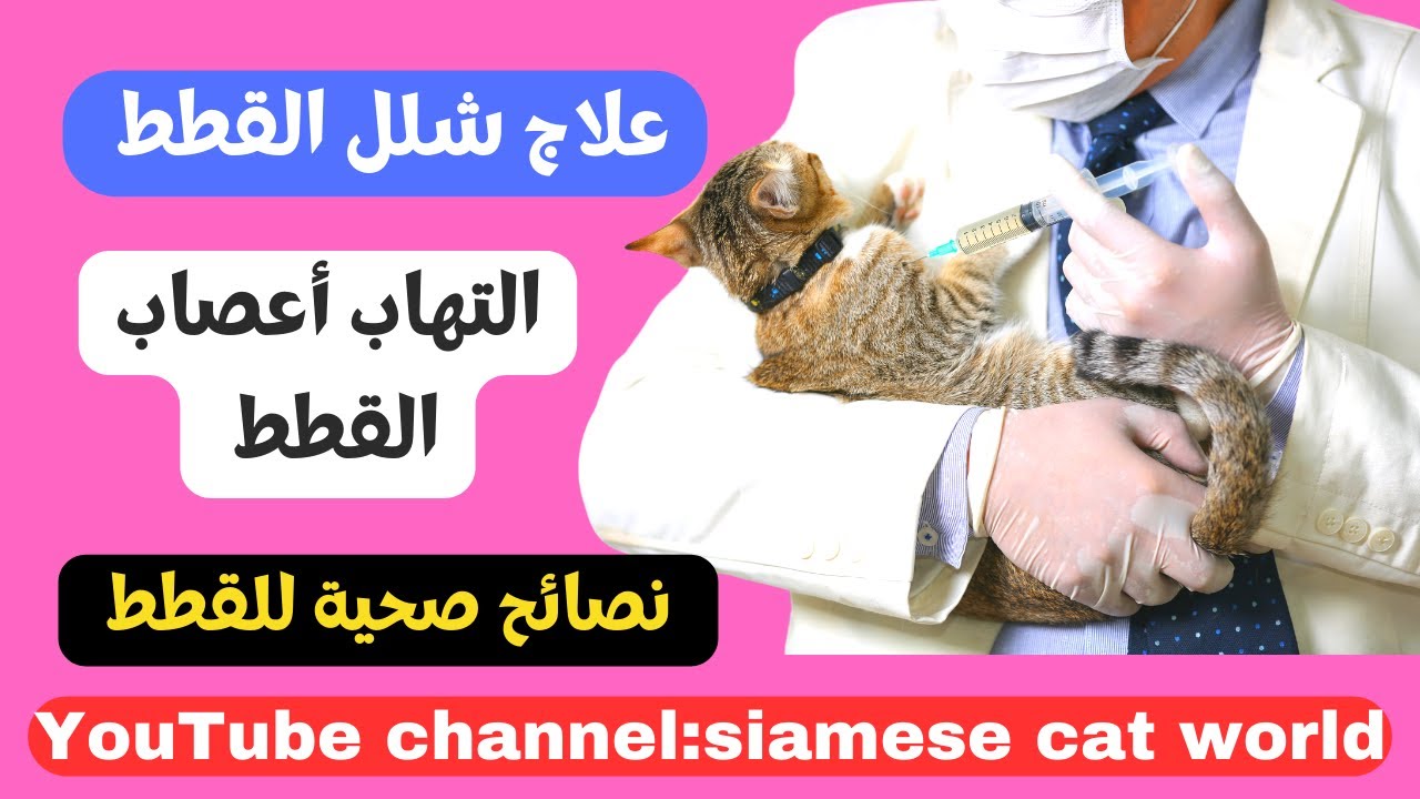 #كيف تعالج القطط من الشلل والتهاب الاعصاب  | الرفق_بالحيوان