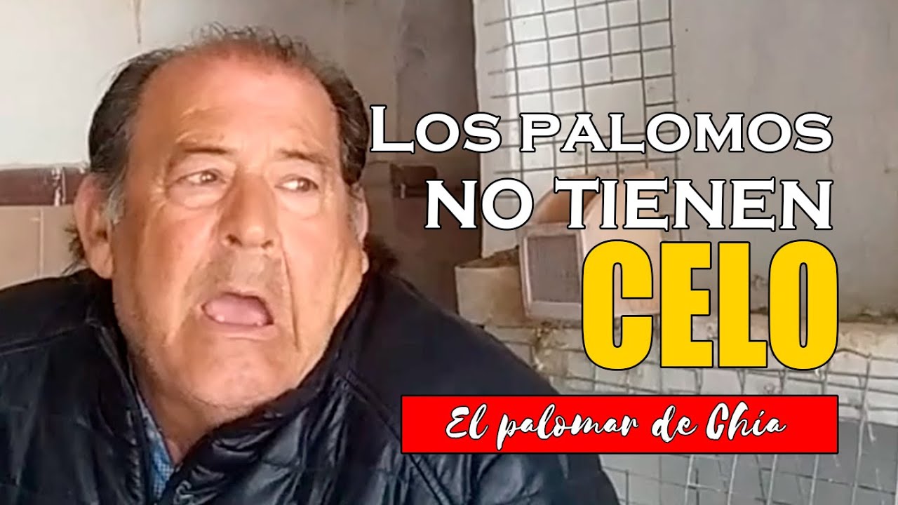 Los PALOMOS aún no tienen CELO y te cuento por qué