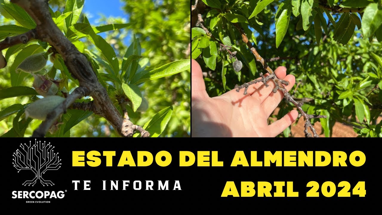 Que hago ahora en el almendro [Abril 2024]