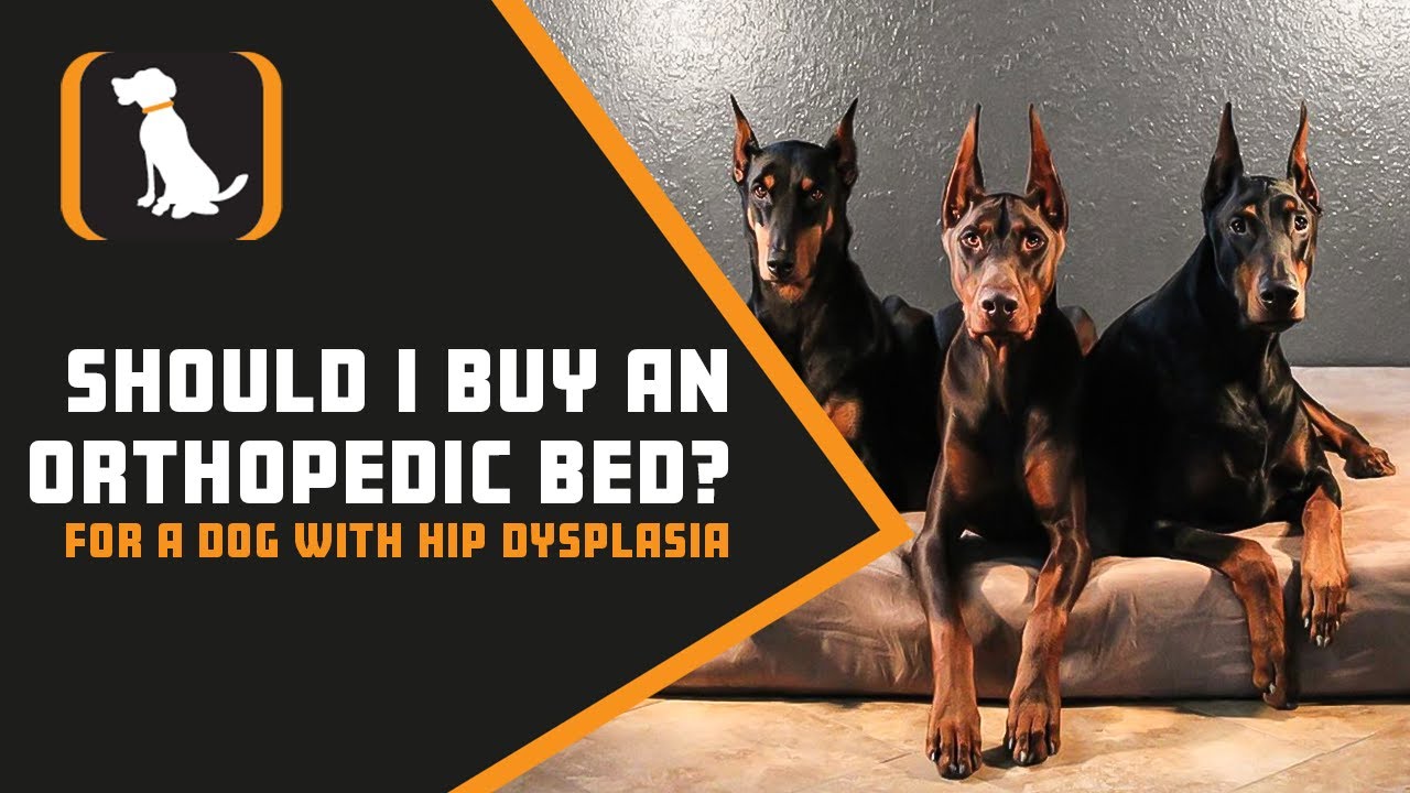 Should I Buy An Orthopedic Bed For A Dog With Hip Dysplasia?