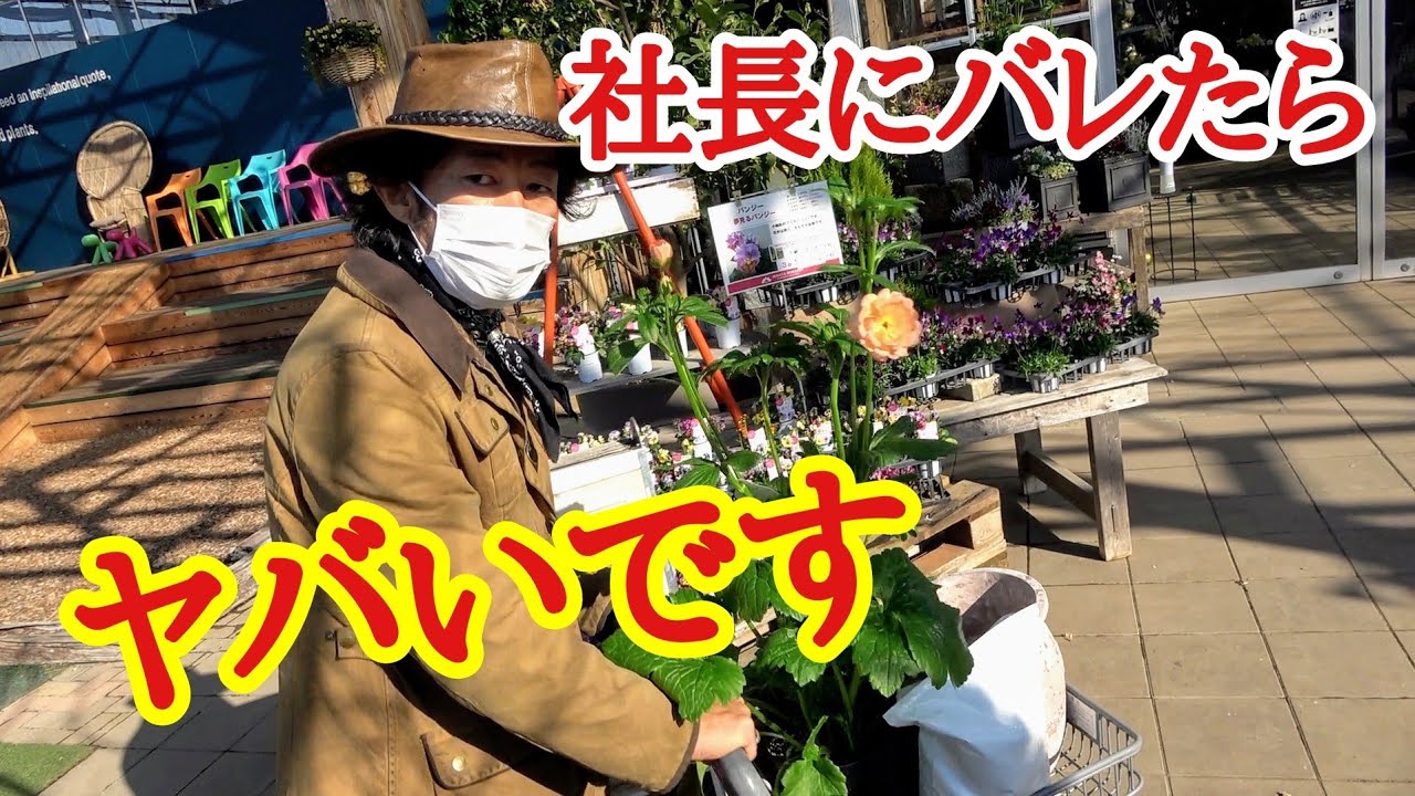 【ライバル店でガチ買い物】自腹でたくさん買い物します　【平田ナーセリー】【園芸店】【ガーデニング】