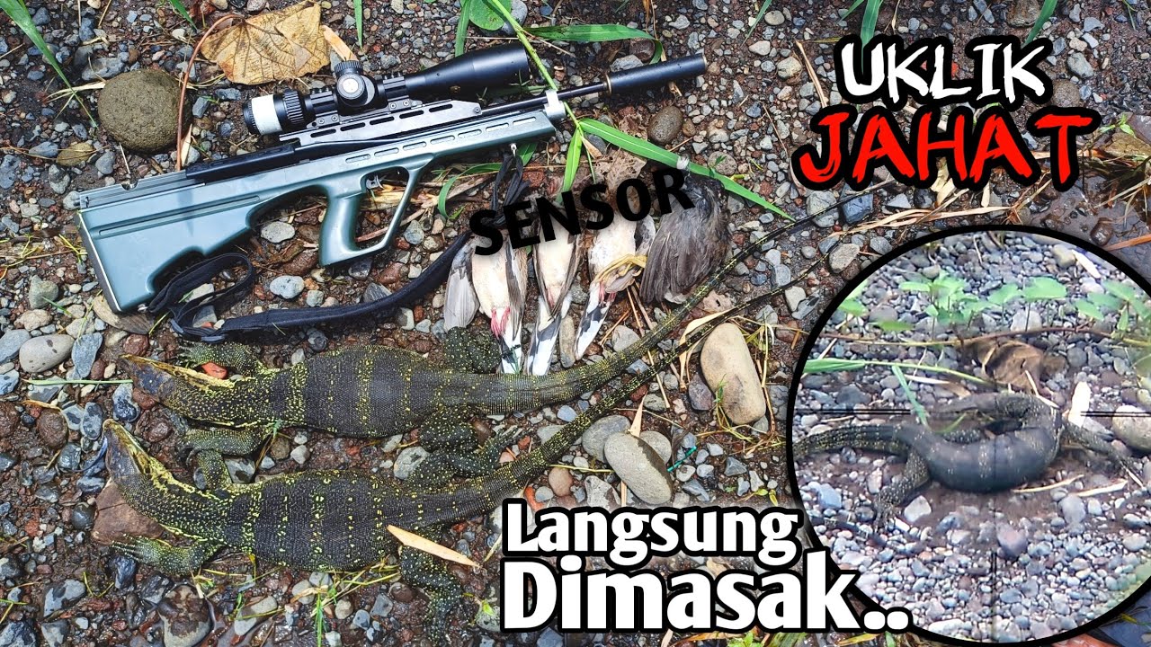 Uklik bullpup berburu biawak, tekukur, ruak-ruak bareng Mas Jhon.. Langsung dimasak