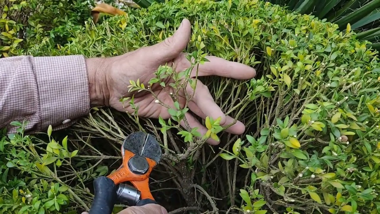 Cамшит. (Buxus sempervirens) Маленькие тайны.