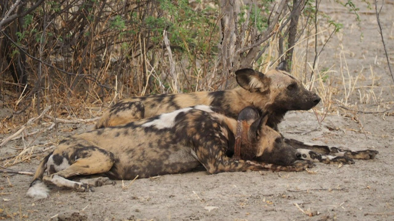 Cientistas desvendam por que c&atilde;es selvagens na &Aacute;frica fazem reuni&otilde;es com 'espirros'