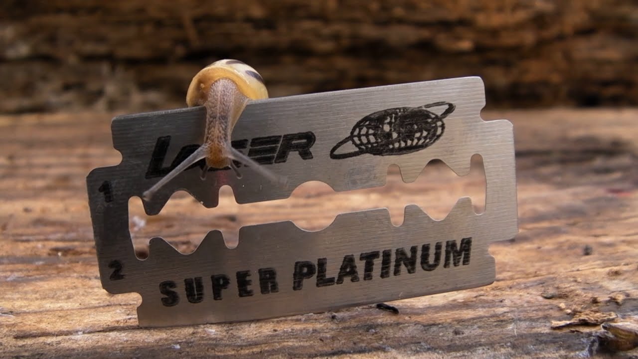 How Do Snails Navigate Razor Blades Safely?