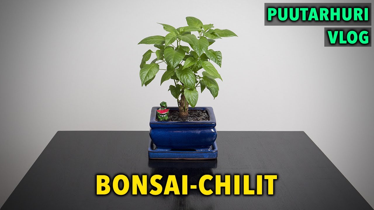 Bonsai-chilit, jotka selvisivät muutosta