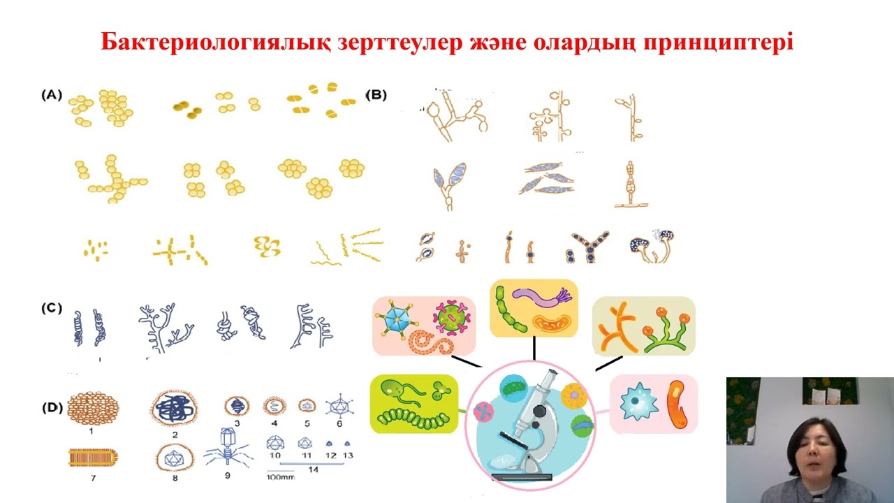11_класс_Биология_3_токсан_Микробиологиялық зерттеулердің кезеңдері.