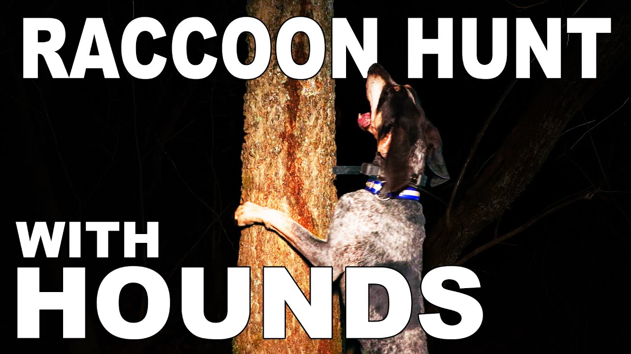 Hunting Raccoons with Hounds