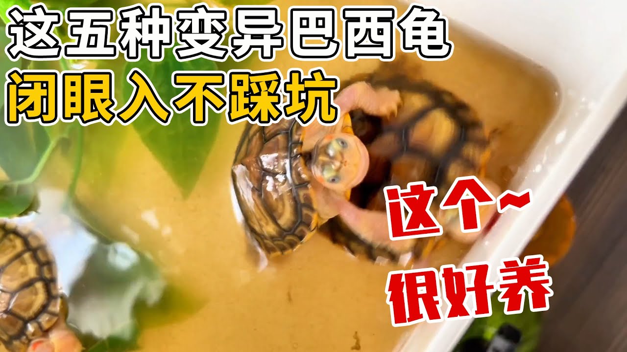 以下五種變異巴西龜，閉眼入不採坑，性價比高最時候新手養！