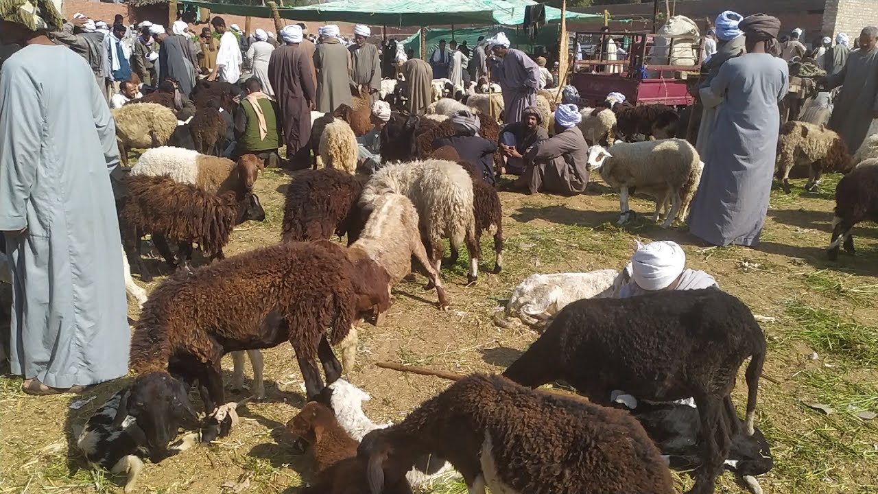 تغطيه كامله لسوق الغنم والماعز سوق دراو بمحافظة أسوان